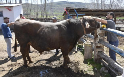 Besi çiftliğinin gözdesi tam 1 ton 180 kilo ağırlığında